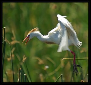 Cattle Egret