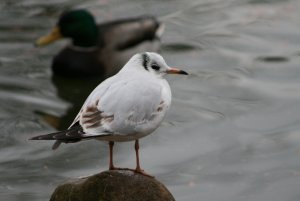 Immature Black Headed Gull