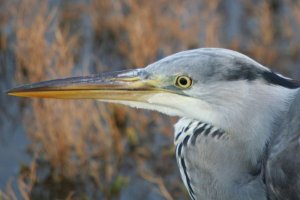 Close up Gray Heron