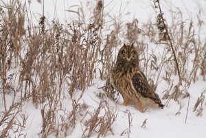 Short-eared Owl