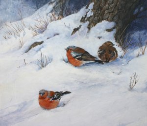 Chaffinches in snow