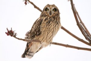 Short-eared Owl (2)