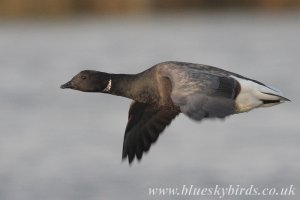 brent in flight