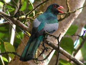 Slaty-tailed Trogon