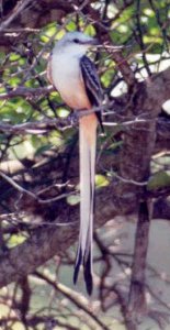 Scissor-tailed Flycatcher