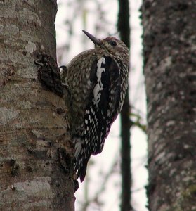 Yellow-bellied Sapsucker (immature)