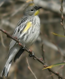 Yellow-rumped Warbler