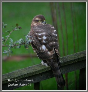 Male_Sparrowhawk_2_copy1