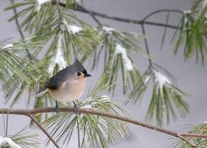 Tufted Titmouse - Winner of the Jan.  2004 theme challenge Best Yard Bird