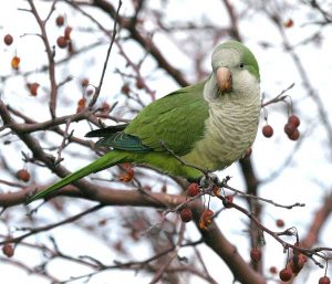 Monk Parakeet