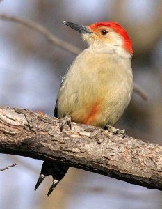 Red-bellied Woodpecker