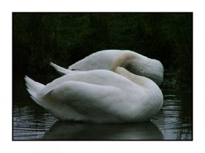 Preening swans