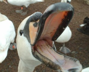 Hungry Mute Swan