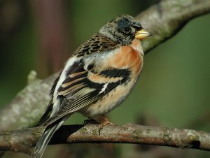 Brambling