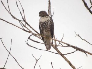 Immature Red-Tailed Hawk