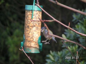 Bluetit