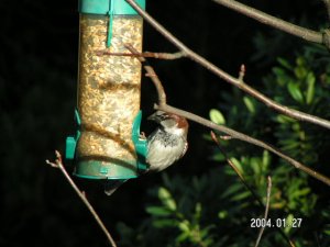 Male Housesparrow