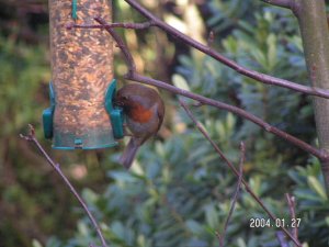 Robin on seedfeeder