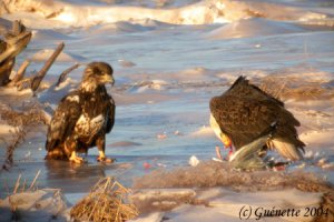 Bald Eagle