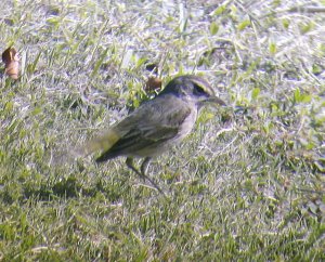 Palm Warbler