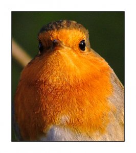 How many feathers on a Robin's red breast?