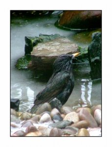 Wet Starling