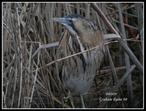 Bittern