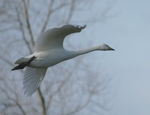 Whooper Swan in flight