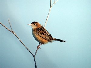 Fan-tailed Warbler (Zitting Cisticola)