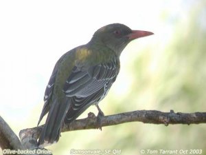 Olive-backed Oriole