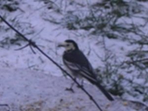 PIED WAGTAIL