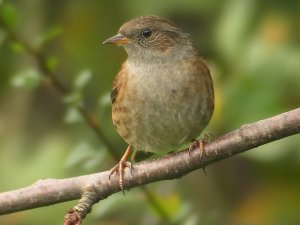 dunnock