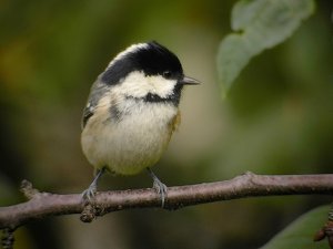 coal tit