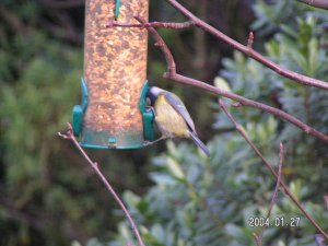 Bluetit