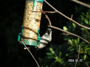 Male Housesparrow