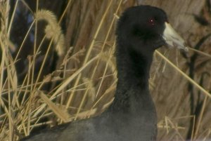 American Coot Profile