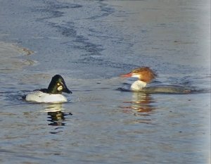 A Pair of Divers