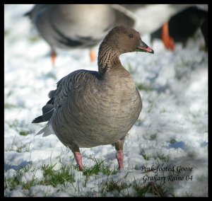 Pink-footed Goose