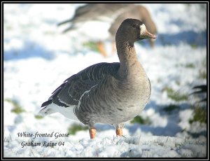 White-fronted Goose