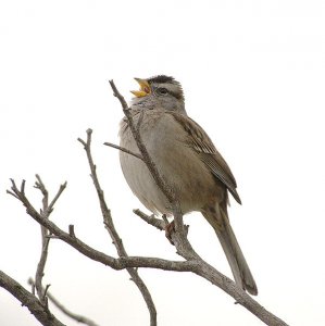 White-crowned sparrow's winter song