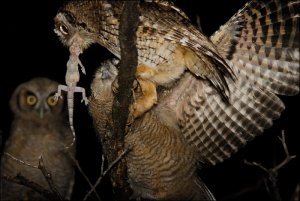 Tropical screech owl feeding owlet