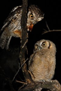 Tropical screech owl feeding owlet