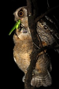 Tropical screech owl feedin owlet