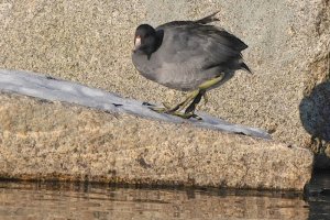 American Coot