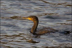 Cormorant