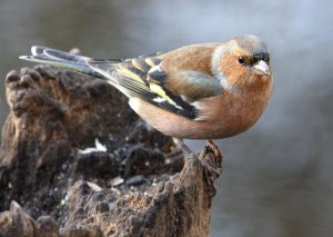 Chaffinch in colour