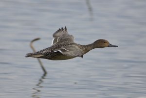 Northern Pintail female aerial