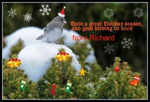 Season's Greetings from one of our seasonal backyard Juncos