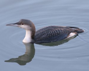 Black-throated Diver