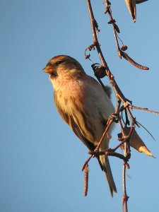 Lesser Redpoll